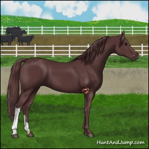 Horse Color:Chocolate Black