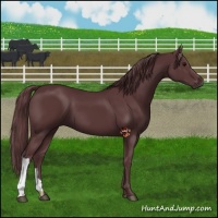 Horse Color:Chocolate Black