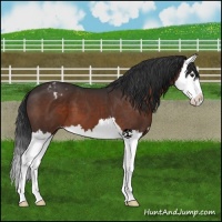 Horse Color:Brown Mushroom Splash Appaloosa 