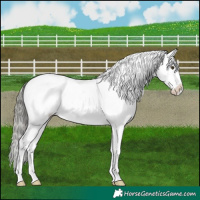 Horse Color:Liver Chestnut Mushroom Appaloosa