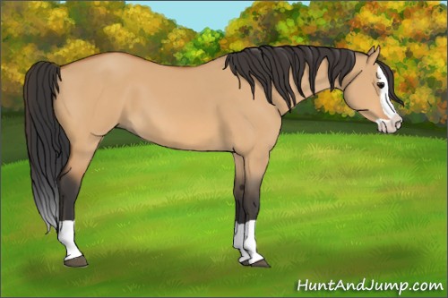 Horse Color:Bay Dun Splash 