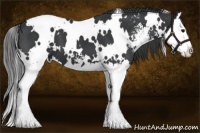 Horse Color:White Spotted Black Sabino Splash