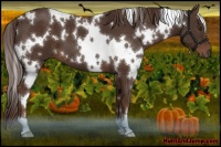 Horse Color:White Spotted Liver Chestnut 