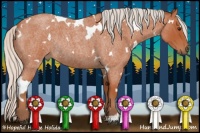 Horse Color:White Spotted Silver Bay Roan Rabicano 