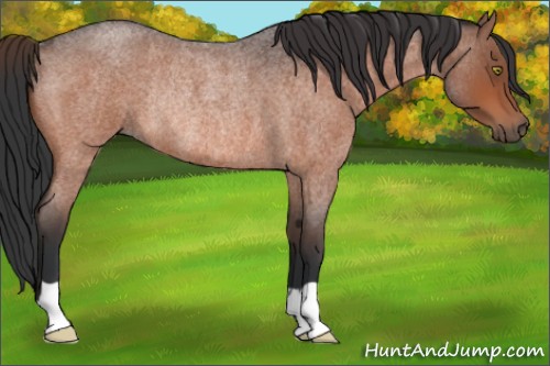 Horse Color:Bay Roan Rabicano