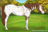 Horse Color:Red Onyx Roan Sabino Appaloosa 