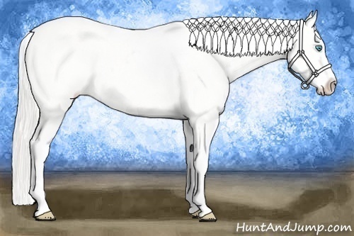 Horse Color:Cremello Appaloosa 