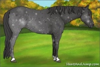 Horse Color:Smoky Black 