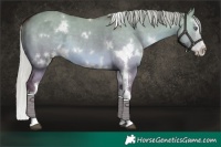Horse Color:White Spotted Chocolate Silver Grullo Chinchilla Splash 