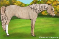 Horse Color:Palomino Roan 