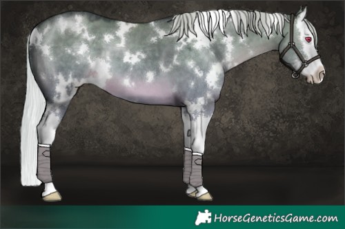 Horse Color:White Spotted Silver Grullo Chinchilla Splash