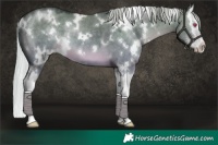 Horse Color:White Spotted Silver Grullo Chinchilla Splash 