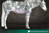 Horse Color:White Spotted Silver Grullo Chinchilla Splash 