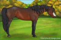 Horse Color:Brown 