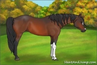 Horse Color:Brown 