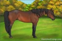 Horse Color:Brown 