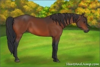 Horse Color:Brown 