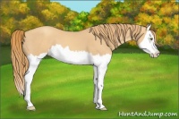 Horse Color:Gold Champagne Splash 