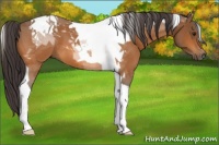 Horse Color:Buckskin Tobiano 