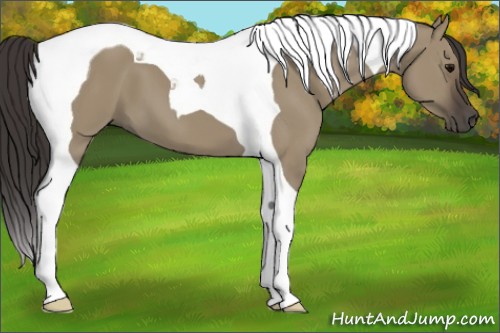 Horse Color:Smoky Grullo Tobiano 