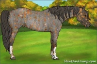 Horse Color:Smoky Blue Roan  and Smoky Blue Roan Rabicano 