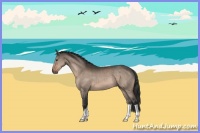 Horse Color:Brown Dun 