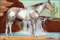 Horse Color:White Spotted Grullo Pearl 