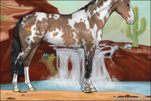 Horse Color:White Spotted Brown Dun Sabino 