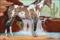 Horse Color:White Spotted Brown Dun Sabino 