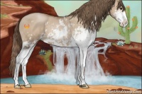 Horse Color:Grullo Pearl Sabino