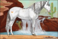 Horse Color:Grullo Pearl Sabino 