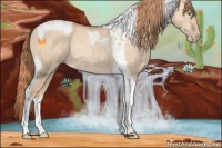 Horse Color:Gold Champagne Dun Tobiano Rabicano 