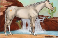 Horse Color:Silver Buckskin Roan Pearl Dun 