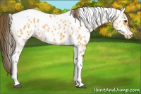 Horse Color:Buckskin Tobiano Near Leopard 