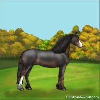 Horse Color:Liver Chestnut Appaloosa 