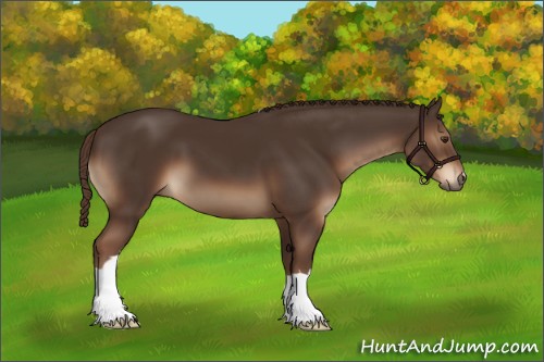 Horse Color:Liver Chestnut