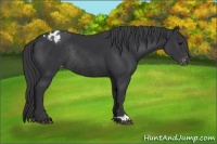 Horse Color:Black Appaloosa Rabicano 
