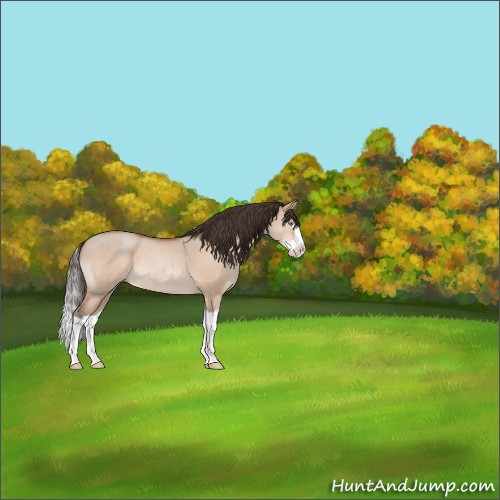 Horse Color:Sable Champagne Dun Splash 