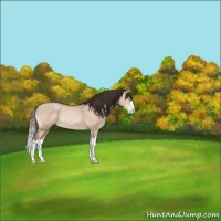 Horse Color:Sable Champagne Dun Splash 