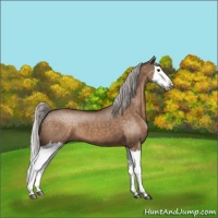 Horse Color:Silver Brown Dun Splash 