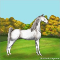 Horse Color:White Spotted Silver Grullo Splash Rabicano