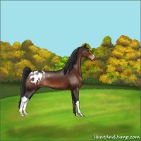 Horse Color:Brown Appaloosa