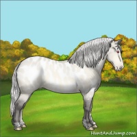 Horse Color:Silver Amber Cream Champagne Chinchilla Dun Sabino Appaloosa Rabicano 
