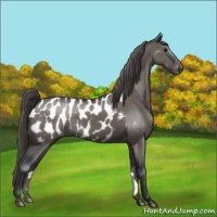 Horse Color:Grullo Appaloosa 
