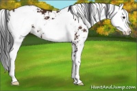 Horse Color:Brown Sabino