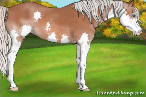 Horse Color:Silver Bay Sabino Splash