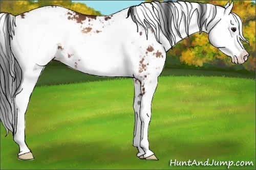 Horse Color:Bay Onyx Sabino 