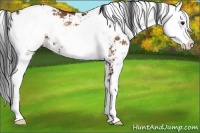 Horse Color:Bay Onyx Sabino 