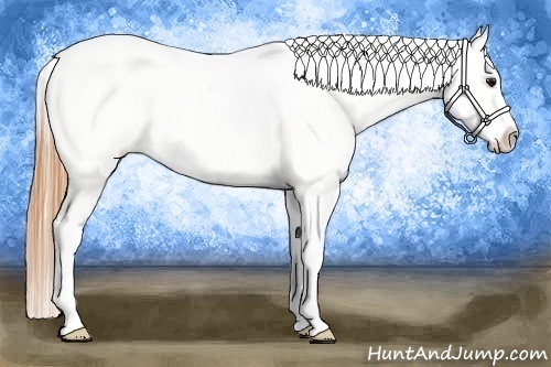 Horse Color:Buckskin Roan Blanket