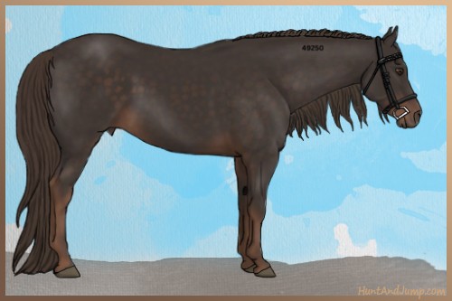 Horse Color:Liver Chestnut 